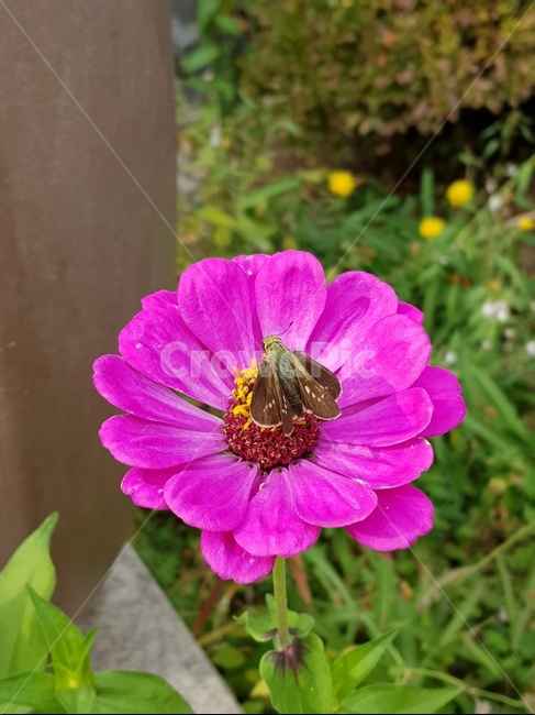 꽃,분홍꽃,나비,나방,flower,butterfly