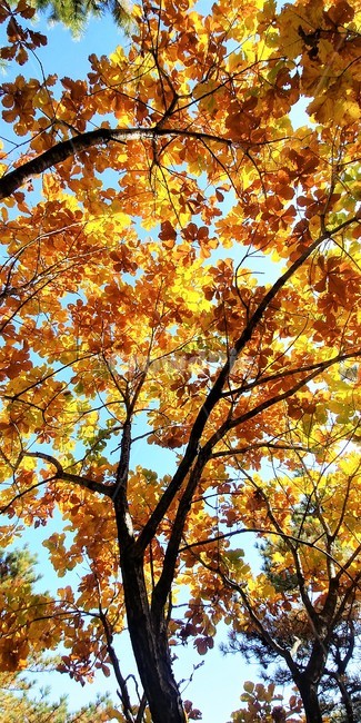 신갈나무,신갈나무단풍,참나무,가을단풍,자연,큰키나무,가을,계절,fall,autumn,season,leaf,잎,plant,식물,tree,나무,maple,단풍