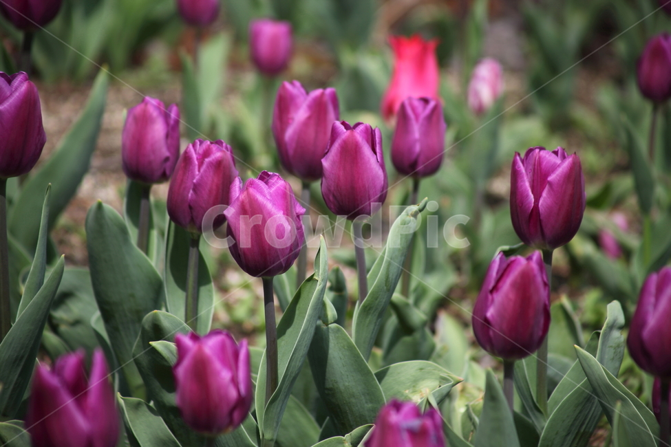 튤립,구근초,백합과,꽃,tulip,식물,자연,plants,nature,꽃,flower