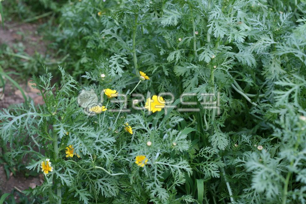 herbs, 허브, 쑥갓, 야채, 채소, 사진,이미지,일러스트,캘리그라피 - 소유함짱작가