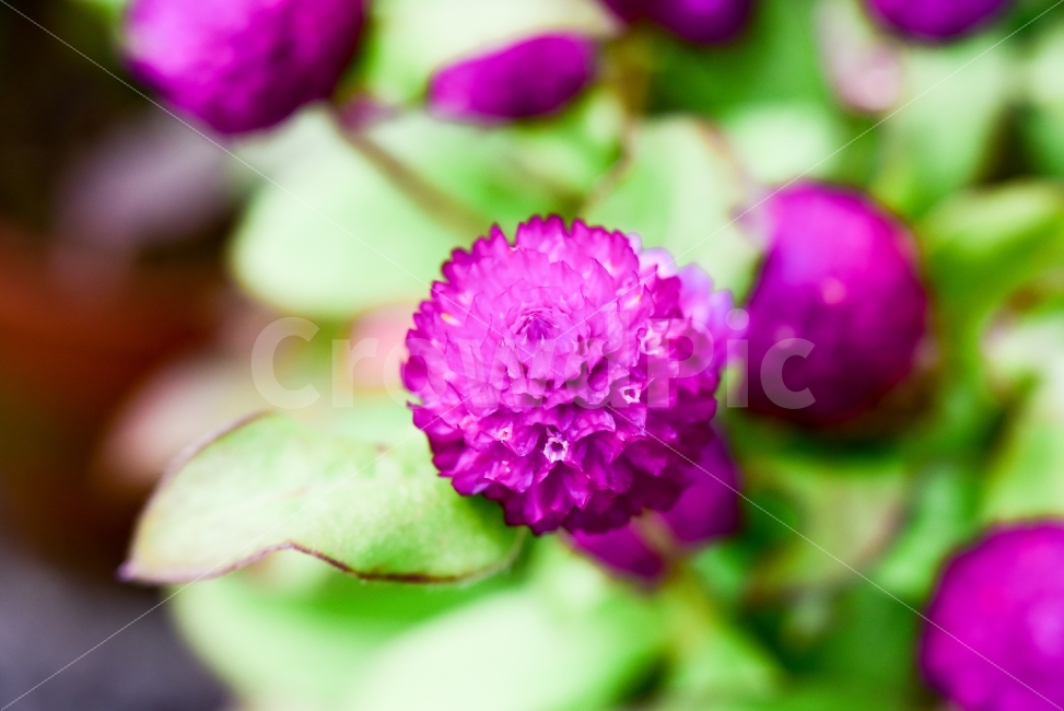 꽃,flower,스냅,자연,접사,풍경,snap,식물,자연,plants,nature,꽃,flower