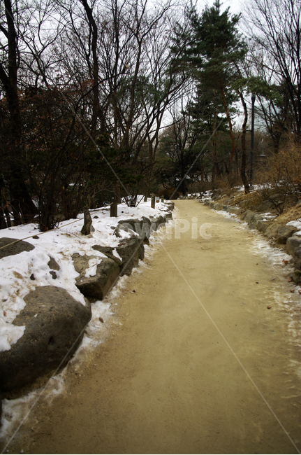 겨울,winter,풍경,설경,눈,길,나무,식물,plant,겨울,계절,winter,season