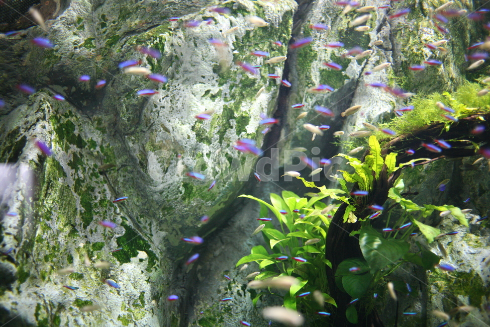 animal,동물,fish,물고기,수조