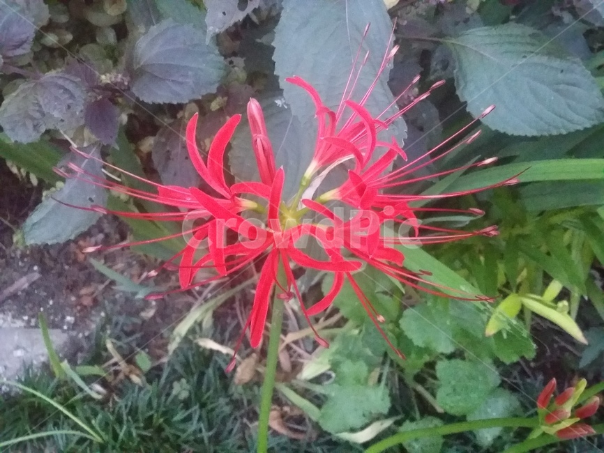 꽃,식물,flower,plant,자연,식물,자연,plants,nature