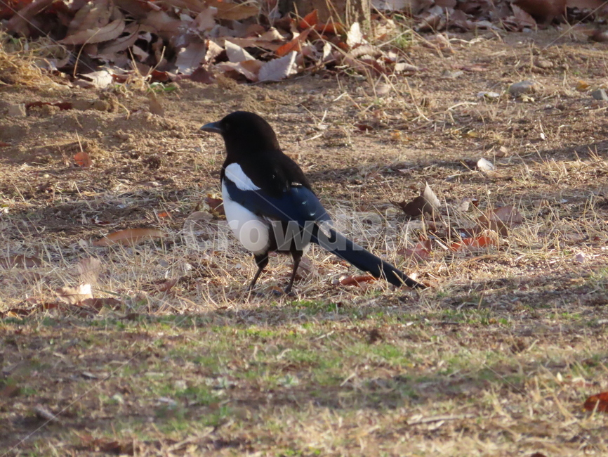 까치,동물,잡초,흙,봄,새,조류,갈색,식물,자연,한국조류,magpie,animal,weed,dirt,nature,spring,bird,brown,flora,동물,animal,조류,새,birds