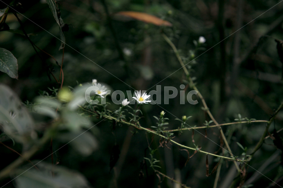 야외,공원,들,숲,꽃,들꽃,야생,자연,식물,풀,식물,자연,plants,nature,꽃,flower