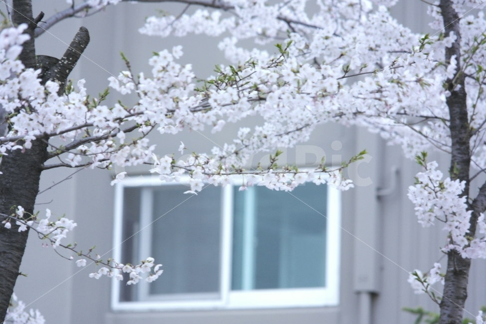 벚꽃,봄,꽃,순수,왕벚꽃,Cherryblossoms,Flowers,pure,spring,식물도감,야생화,들꽃,배경,느낌,감성,인쇄,디자인,전단,잡지wepdesign,design,advertisement,column,컬럼,뉴스레터,마케팅,홍보물,홍보,봄,계절,spring,season,식물,자연,plants,nature,꽃,flower