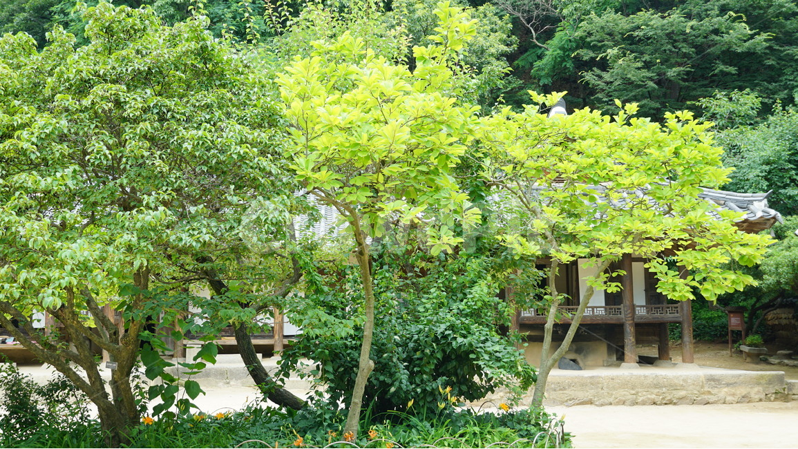 한국,민속촌,옛날,자연,집,자연,풍경,nature,landscape,한국전통,한국문화,korean traditional,korean culture,outdoors,옥외,tree,나무,plant,식물,garden,정원