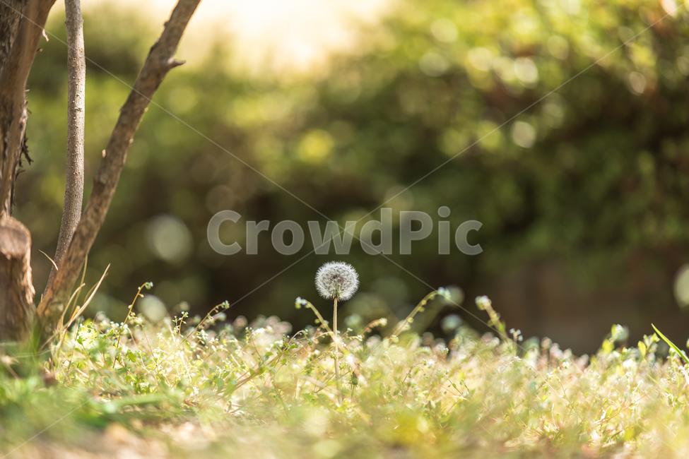 민들레,민들레홀씨,꽃,봄꽃,봄,자연,flower,spring,식물,자연,plants,nature,꽃,flower,휴식,힐링,rest,relaxation,healing