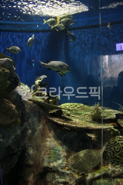 물고기,수족관,fish,물,water