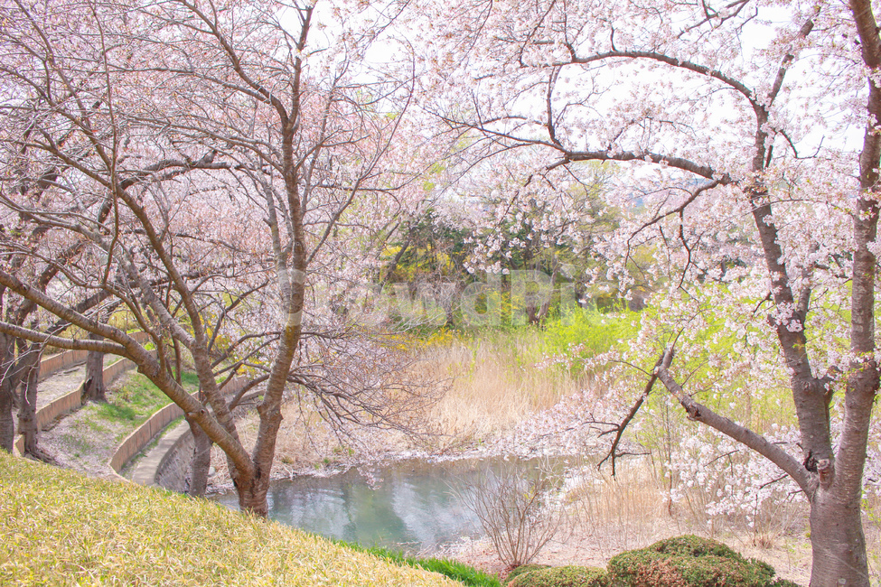 경주,벚꽃,봄,경상도,경상북도,경북,cherryblossom,분홍,핑크,감성,동화,연못,벚나무,벚꽃나무,봄,계절,spring,season,자연,풍경,nature,landscape,plant,식물