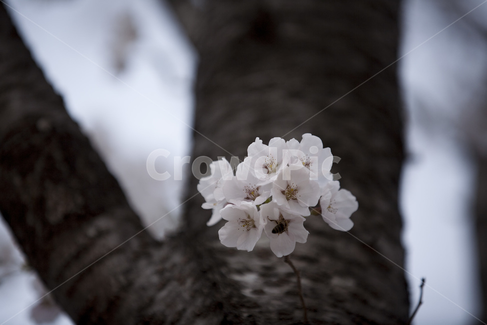 벚꽃,벚꽃나무,봄,꽃,식물,나무,봄,계절,spring,season,식물,자연,plants,nature,꽃,flower,plant,blossom,geranium,제라늄