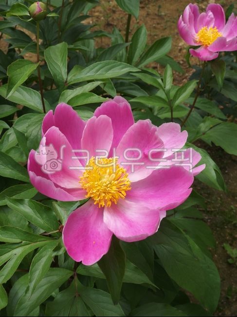 작약, 작약꽃, 꽃, 봄꽃, flower, 사진,이미지,일러스트,캘리그라피 - 즐거운작가