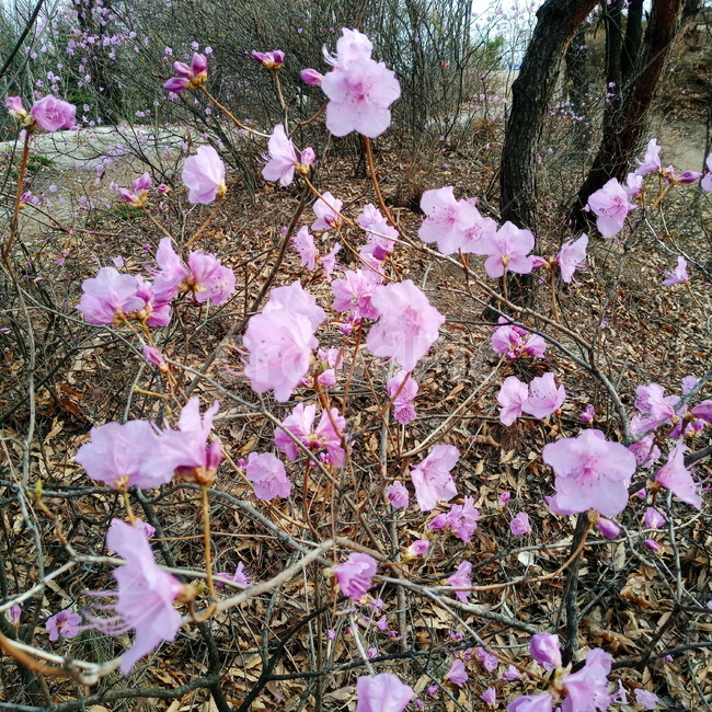 진달래,진달래꽃,봄,봄꽃,계절,식물,자연,꽃,연분홍,3월,분홍,만산홍,plant,plants,nature,flower,spring,springseason,blossom,koreanrosebay,outdoors,옥외