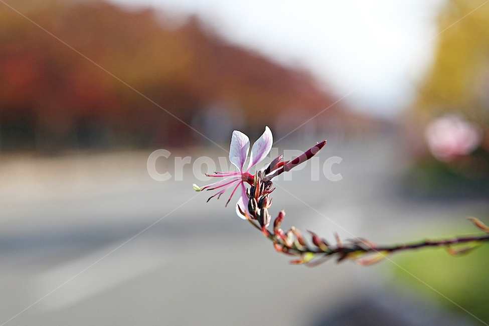 가우라,꽃,꽃잎,잎,줄기,식물,공원,자연,가을,가을,계절,fall,autumn,season,식물,자연,plants,nature,꽃,flower,plant