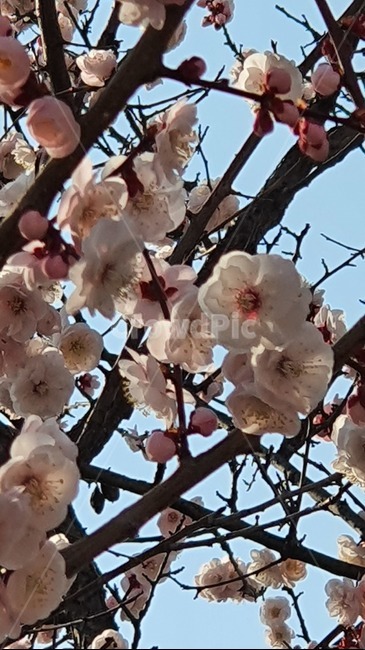 살구나무,살구,살구꽃,하늘,나무,봄,봄꽃