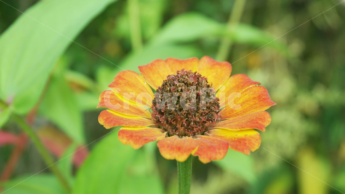 배경화면,꽃,가을꽃,식물,꽃한송이,주황색꽃,plant
