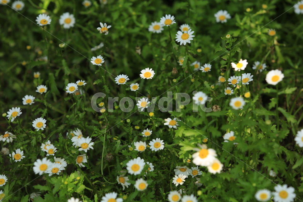 꽃밭,화사함,밝음,5월,자연,녹음,may,season,식물,자연,plants,nature,꽃,flower