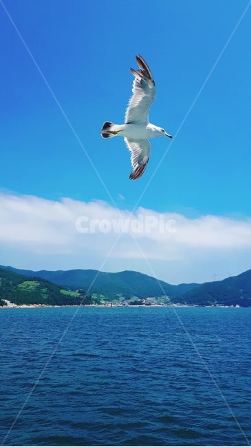 바다,해안,갈매기,비행,섬,배,육지,파도,새,구름,산,나무,동물,animal,조류,새,birds