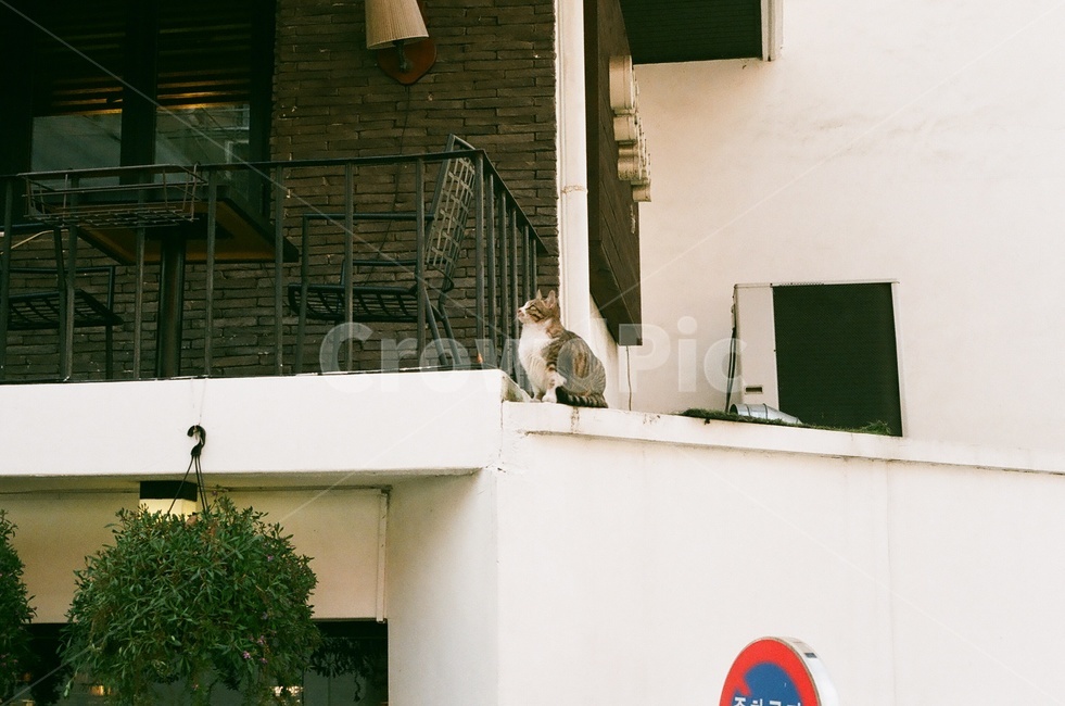 고양이,감성,cat,건물,난간,동물,벽,담장,가을,봄,서울,골목,골목길,서울풍경,따스함,행복,kitty,길고양이,담벼락,동물,animal,포유류,mammal,고양이,cat,kitten,kitty