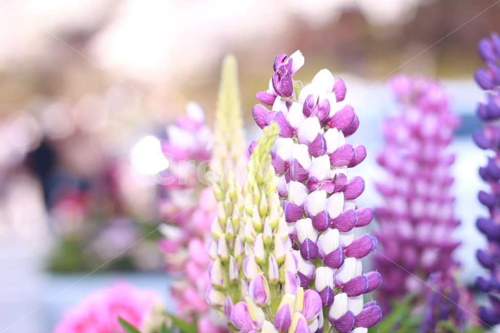 꽃,봄꽃,식물,flower,plants,봄,계절,spring,season,식물,자연,plants,nature,꽃,flower,plant,blossom