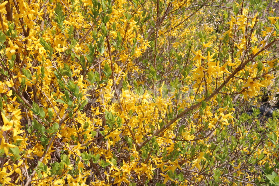 forsythia,plant,식물,tree,개나리,나무,자연,축제,봄,꽃,flower