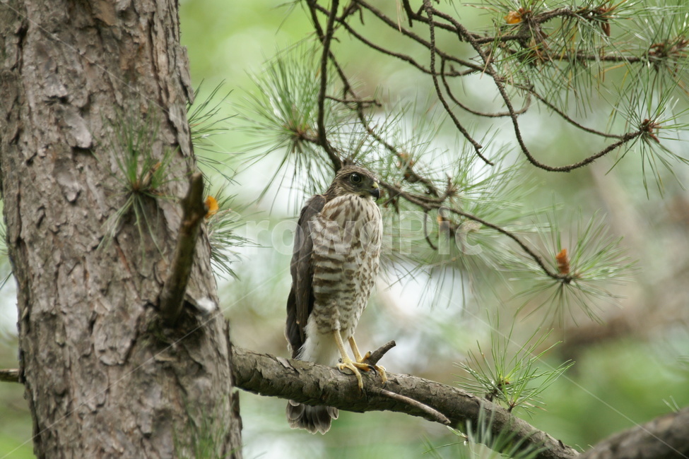 조롱이,철새,맹금류,산새,희귀종,동물,animal,조류,새,birds