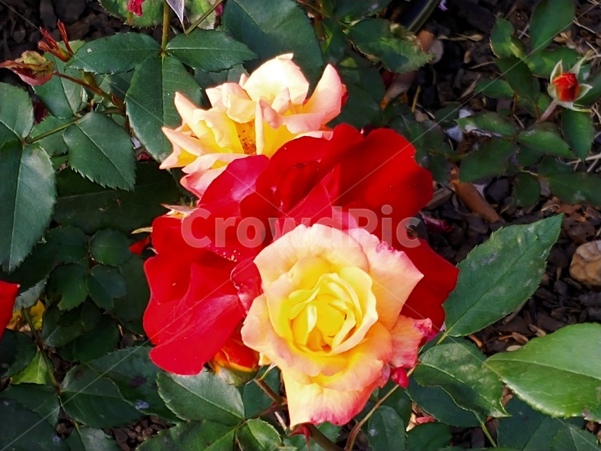 장미,봄꽃,식물,빨간장미,꽃,식물,자연,plants,nature,꽃,flower