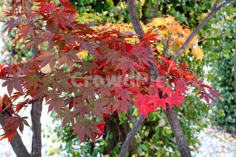 단풍,단풍나무,나무,식물,가을,자연,가을,계절,fall,autumn,season,식물,자연,plants,nature,leaf,잎,plant,tree,maple