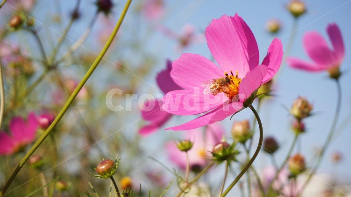 꿀벌,식물,코스모스,꽃,가을,분홍,pink,flower,honeybee,bee,동물,animal,벌,곤충,insect,plant,fall,autumn,클로즈업,색감,closeup,colorsense,들꽃,야생화,wildflower,색깔,feelingofcolor,color,계절,자연,season,nature,blossom,blooming,가을,계절,fall,autumn,season,식물,자연,plants,nature,꽃,flower