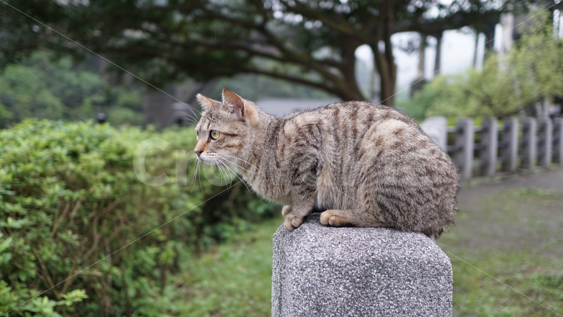 고양이,접사,고양이옆모습,웅크린고양이,동물,동물,animal,포유류,mammal,고양이,cat,kitten,kitty