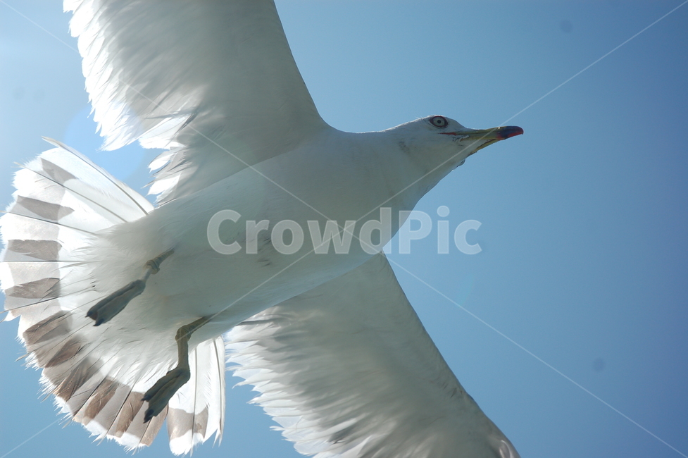 갈매기,바다,사냥,비상,날개,동물,animal,조류,새,birds