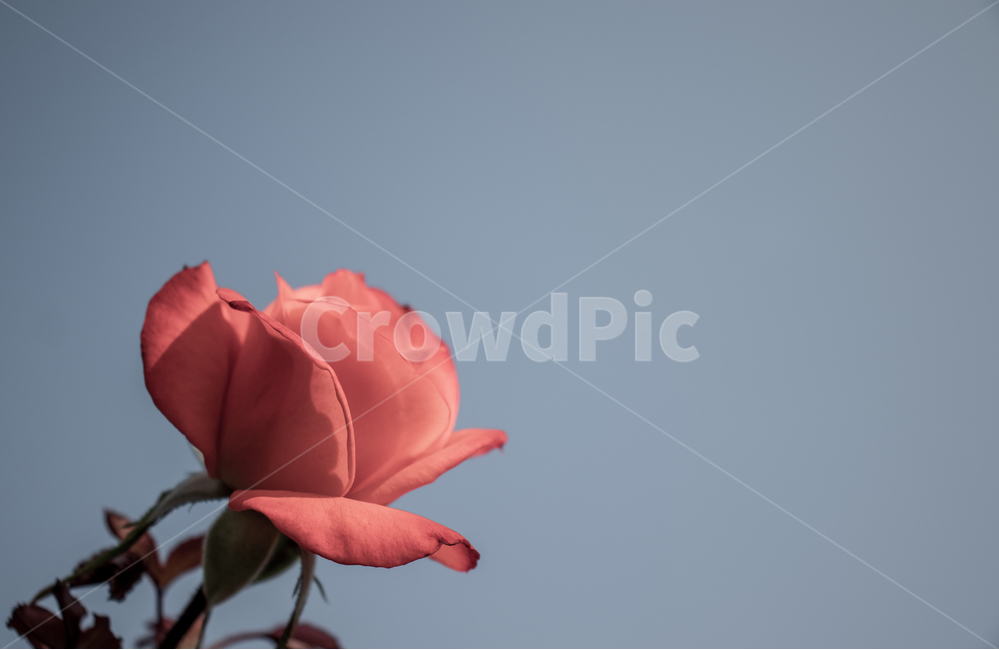 장미,장미꽃,rose,꽃,자연,식물,봄,들장미,야생장미,로즈,레드로즈,빨간장미,붉은장미,여름,꽃잎,잎,만개,만발,야생,하늘,로맨틱,로맨스,사랑,낭만적인,낭만,아름다움,아름다운,미,빈티지,톤다운,vintage,tonedown,야외,배경,바탕,백그라운드,flower,flowers,roses,spring,summer,sky,wildrose,plant,nature,natural,bloom,blooming,blossom,redrose,romantic,romance,love,petal,beautiful,beauty,wild,outdoor,outdoors,background