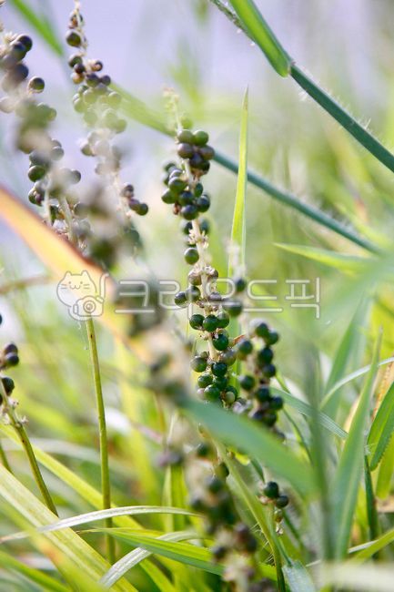 맥문동,맥문동열매,초록열매,익어가는,가을,liriopeplatyphylla