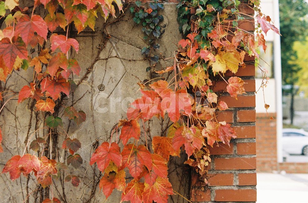 단풍,담쟁이덩굴,벽돌,가을,교정,붉은,빨강,필름,필름사진,가을,계절,fall,autumn,season,plant,식물,leaf,잎,tree,나무