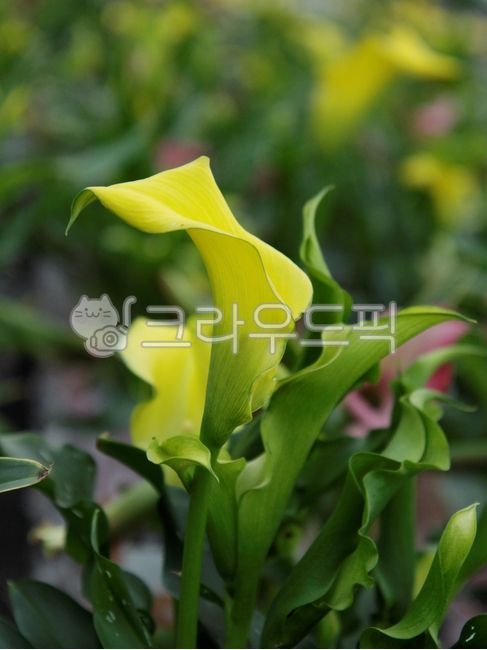 카라,카라꽃,노랑,노란색,노란카라,식물,자연,꽃,plants,nature,flower,petal,꽃잎,leaf,잎