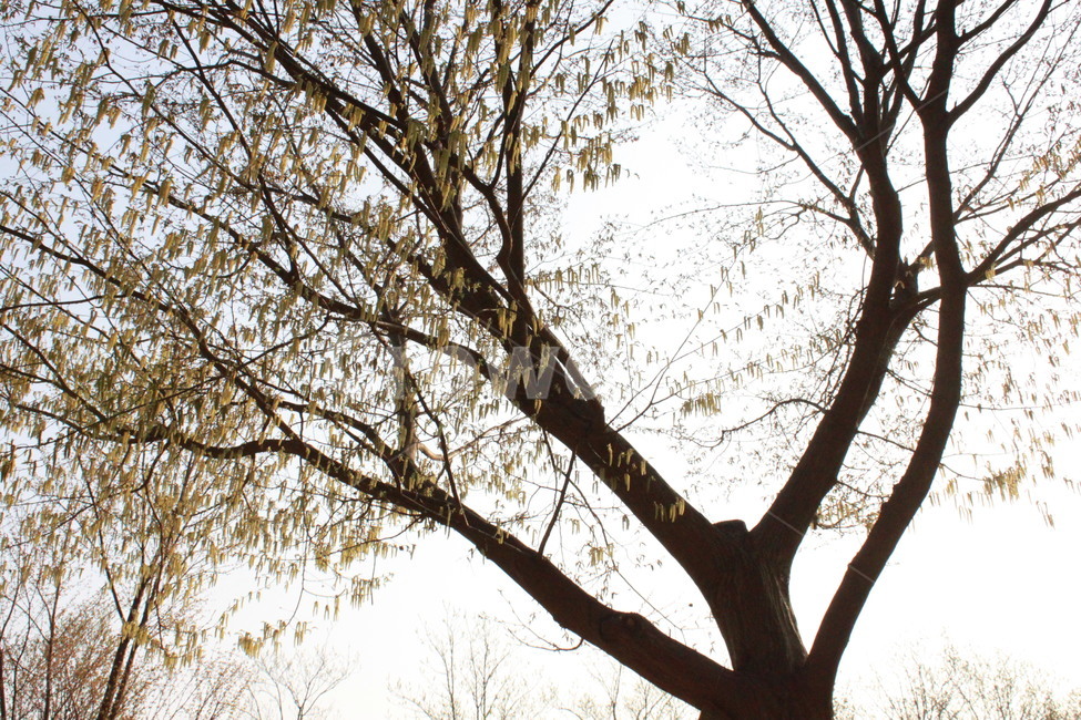 하늘,나무,풍경,봄,여름,sky,tree,view