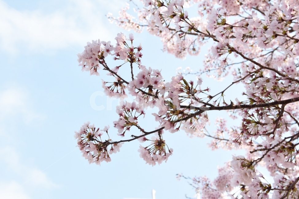 봄,벚꽃,사쿠라,풍경,꽃,배경,봄,계절,spring,season,식물,자연,plants,nature,꽃,flower,plant,blossom