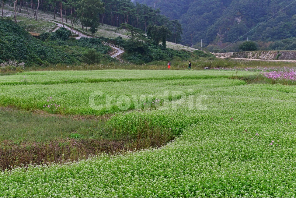 nature,자연,outdoors,옥외,plant,식물,field,들,farm,농장,rural,농촌,정읍,구절초공원,구절초,코스모스,메밀밭