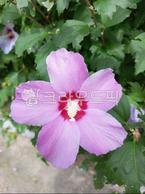 무궁화,무궁화꽃,꽃,나라꽃,plant,식물,flower,blossom