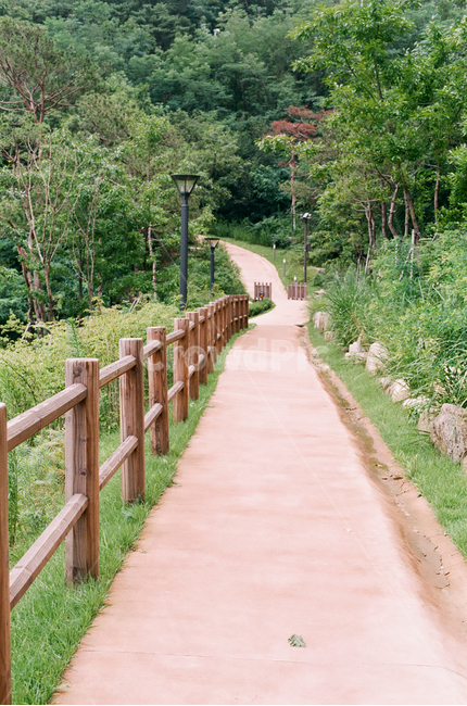 여름,공원,한적함,여유,나무,산길,산책