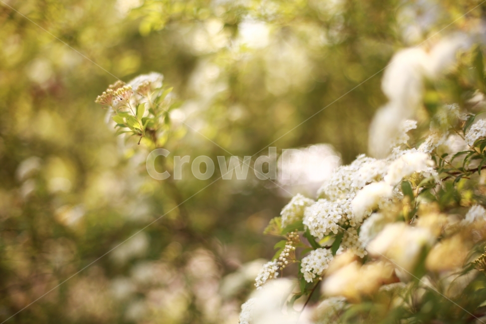 꽃,봄,조팝나무,포근,자연,감성,감성사진,봄,계절,spring,season,식물,자연,plants,nature,꽃,flower,감성,sensible,feeling,plant
