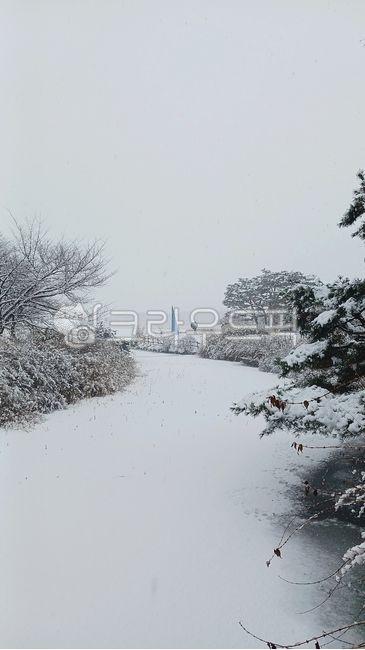 snowscape,nature,lake park,tree,winter,ilsanlakepark,ice,fir,ilsan lake park,outdoors,snow,weather,winter landscape,lake