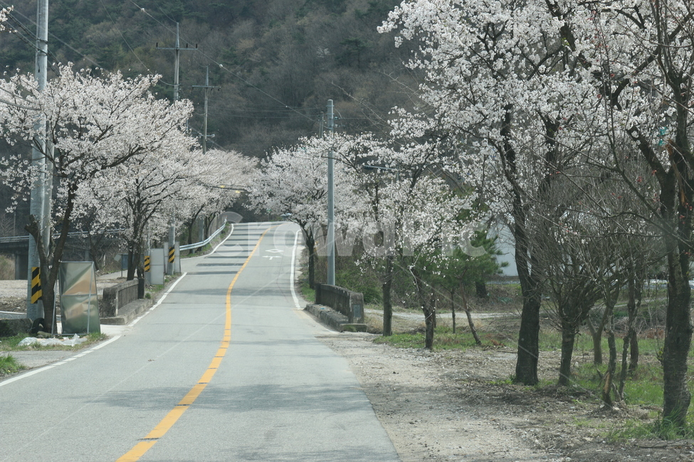 벚꽃도로,꽃길,봄꽃,드라이브,데이트,둘레길,산책로