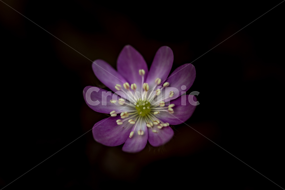 자연,풍경,꽃,야생화,노루귀,분홍노루귀,봄,접사,마크로,nature,landscape,wildflower,macro,spring,식물,자연,plants,nature,꽃,flower