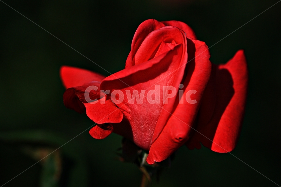 장미,꽃,축제,봄,공원,고백,식물,자연,plants,nature,꽃,flower