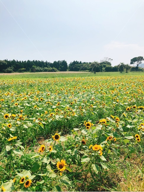 field,들,nature,자연,plant,식물,sunflower,해바라기,해바라기밭,식물,자연,plants,nature,꽃,flower
