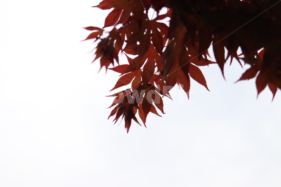단풍,붉은,단풍잎,red,가을,나무,식물,tree,plant,잎,leaf,maple