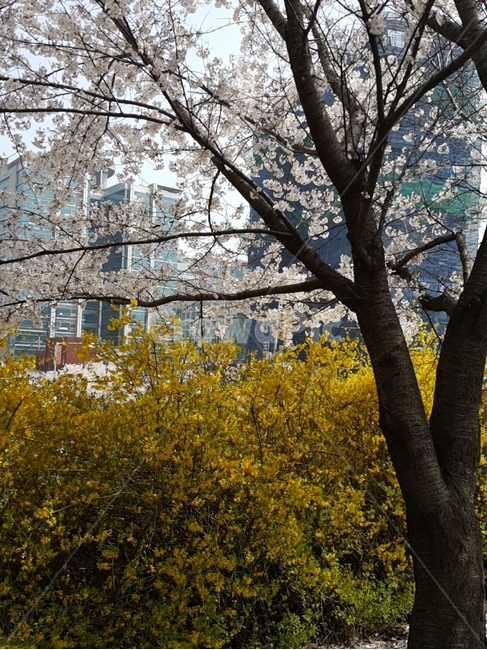 벚꽃,봄,핑크빛,개나리,나무,봄,계절,spring,season,자연,풍경,nature,landscape,plant,식물,tree,tree trunk,나무 줄기