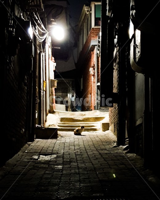 골목,고양이,cat,도둑고양이,길고양이,straycat,street,골목길,alley